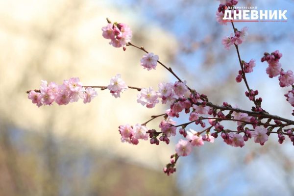 В Саду Дружбы в Санкт-Петербурге зацвела сакура